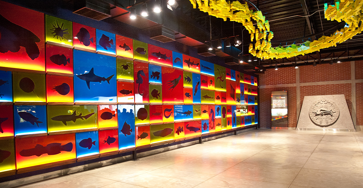 Acuario Michin