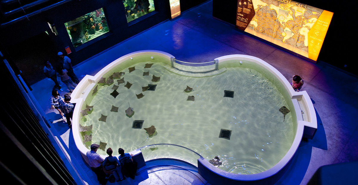 Acuario Michin